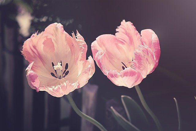 Two Pink Tulips in Bloom